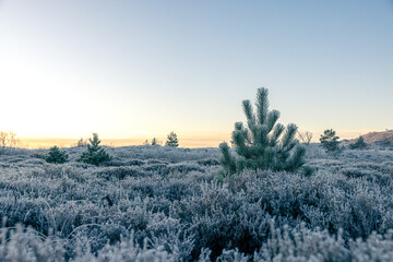 Sunrise Frost Morning with Pine Trees and Heather - Winter in The Netherlands