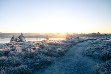 Sunrise Frost Morning with Pine Trees and Heather - Winter in The Netherlands