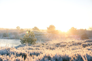 Sunrise Frost Morning with Pine Trees and Heather - Winter in The Netherlands