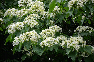 Vernicia fordii tree