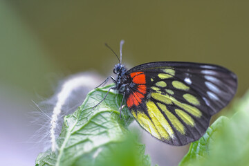 Close up shot of a beautiful butterfly resting on a leaf.
