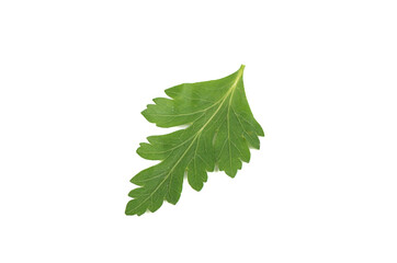 Top view of parsley leaf isolated on white background.