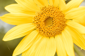 Sunflower blooming in the sunlight close-up. Yellow, plant, flora, petals, seeds, summer, gossamer, flower