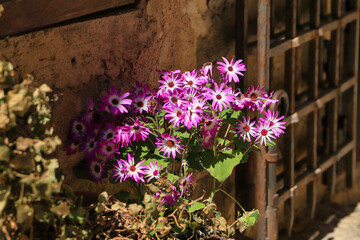 Flowers in a narrow alley in the medieval town Tourrettes-sur-Loup, France