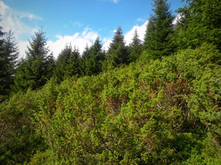 A juniper grows near a spruce forest