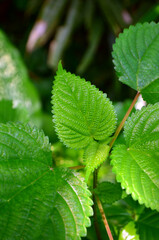 Laportea interrupta green leaves or Hen's Nettle are rough and serrated at the edges