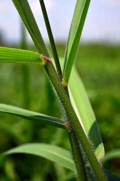 Brachiaria mutica grass or para grass or buffalo grass has long green leaves with brightly colored leaf veins