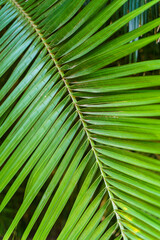 Palm leaf background. Tropical green jungle leaf with texture and exotic botanical pattern. Decoration, nature, tropic concept. 