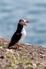 Standing Puffin calling out