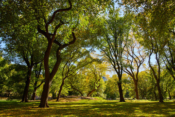 Naklejka premium Peaceful cleaned forest landscape in Central Park with fall leaves on ground