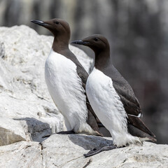 Pair of Guillemots on a rock