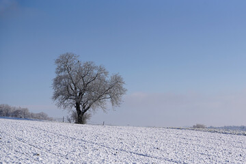 Fototapeta na wymiar Linde im Winter am Morgen bei Sonnenschein in der Kälte