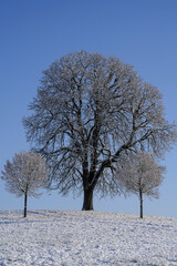 Fototapeta premium Linde im Winter am Morgen bei Sonnenschein in der Kälte