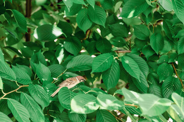 木漏れ日の中の緑の葉と雀