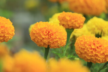 Marigold flower blooming in garden