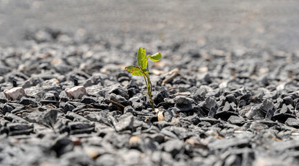Small green tree broke the gray asphalt and grew out of it. close up photo of a small strong sprout breaking through a stone - obrazy, fototapety, plakaty