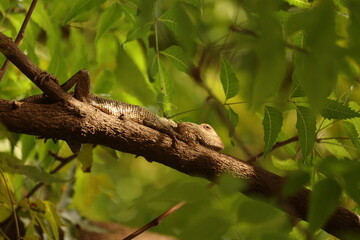 chameleon on a tree