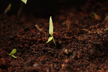 new life coming from the soil