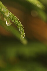 tree with crystal  rain drops 