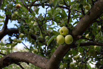 Green apples on a branch ready to be harvested, outdoors
