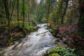 Fototapeta premium Scene of the River Par flowing through Luxulyan Valley