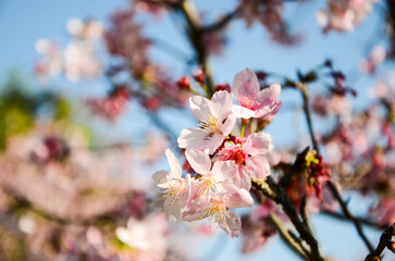 Fototapeta na wymiar Cherry blossoms season