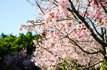 Cherry blossoms season