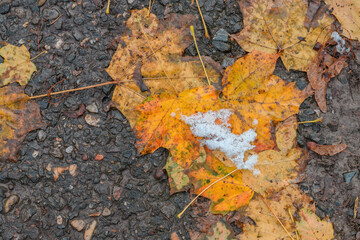 Snow on yellow leaves, top view