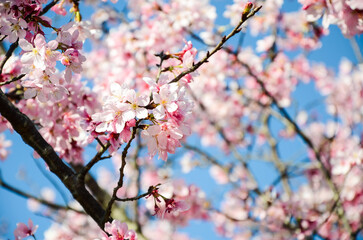 Cherry blossoms season