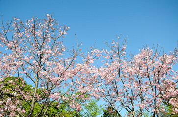 Cherry blossoms season