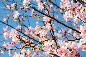 Cherry blossoms season