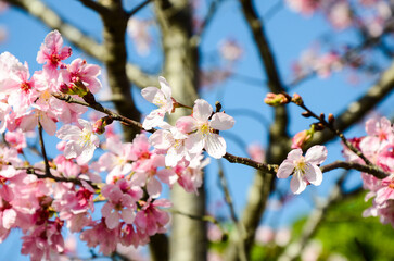 Cherry blossoms season