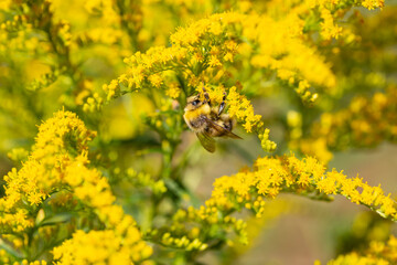 Close up of the blooming yellow inflorescence of Solidago canadensis