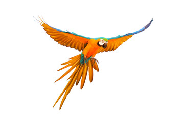 Colorful flying parrot isolated on transparent background.