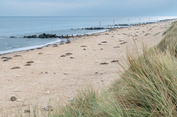 Fototapeta na wymiar Grey Seal females and pups on the beach at Horsey Gap, Norfolk, England