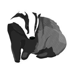 Badger. Forest wild animals of Europe. animal vector © AnnstasAg
