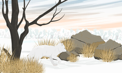 The arctic fox walks along the arctic tundra. Vulpes lagopus, white, polar or snow fox. Realistic vector landscape