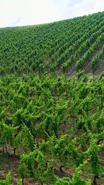 Vertical video of Aerial shot of a vineyard on the side of a hill