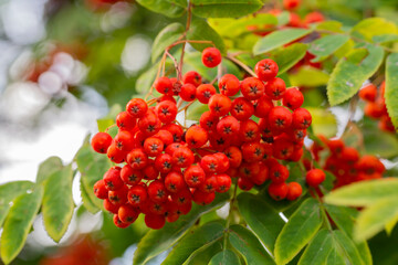 Brush with ripe berries of red mountain ash on a branch with oblong green leaves