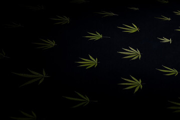 cannabis leaf pattern on black background texture