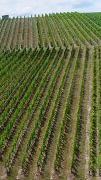 Vertical video of Aerial shot of a vineyard on the side of a hill, moutains in background