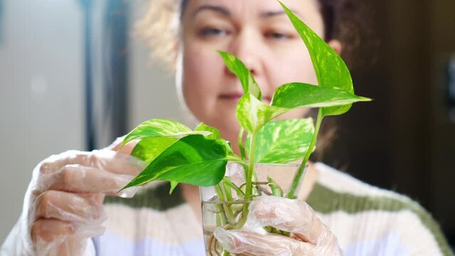 a woman is engaged in rooting and growing indoor plants. Scindapsus golden.