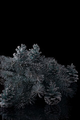blue christmas tree with cones on a black background in blue paintcopy space