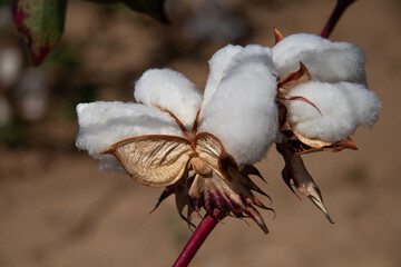 Cotton plant close-up.