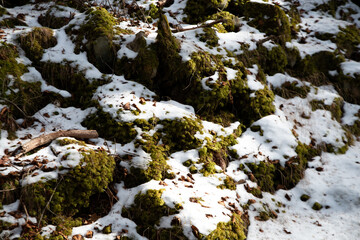 雪とコケ
