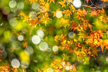 Obraz na płótnie Canvas autumn leaves background