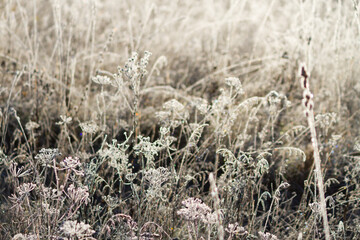 Fototapeta premium Frozen plant on the field