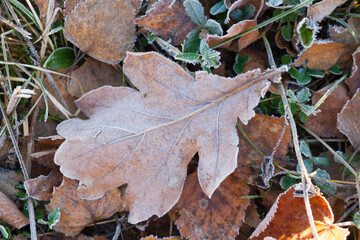 The last autumn leaves