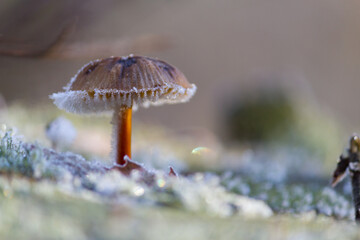 Poisonous mushrooms in a forest