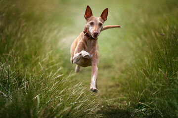 Podenco Andaluz running and looking at the camera